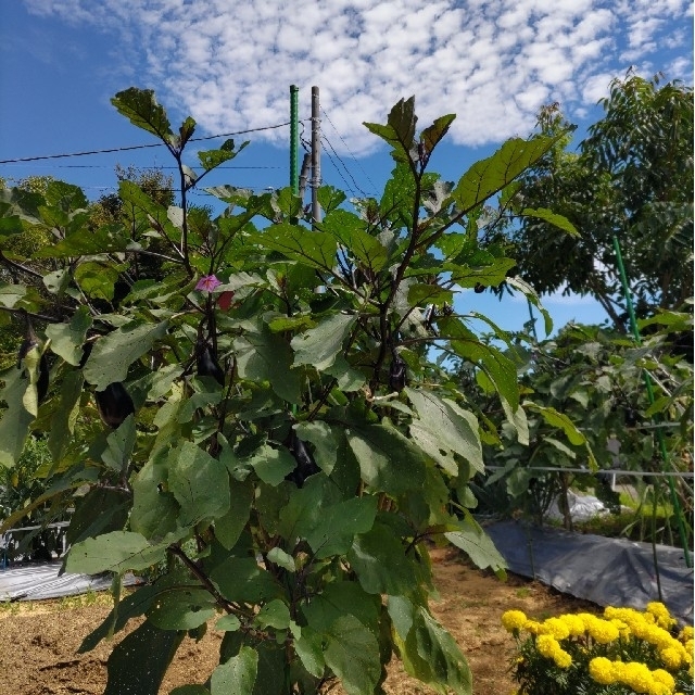 栄養満点！ミネラルたっぷり【10種類の乾燥野菜MIX】100g 無添加 無着色 食品/飲料/酒の食品(野菜)の商品写真