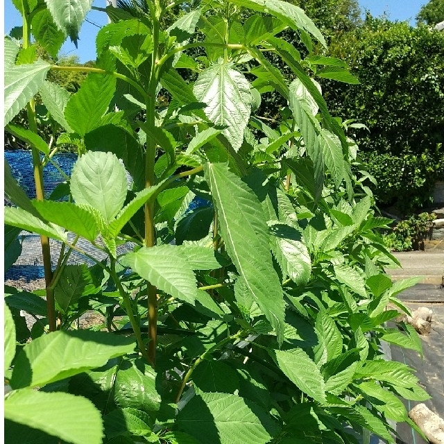 栄養満点！ミネラルたっぷり【10種類の乾燥野菜MIX】100g 無添加 無着色 食品/飲料/酒の食品(野菜)の商品写真