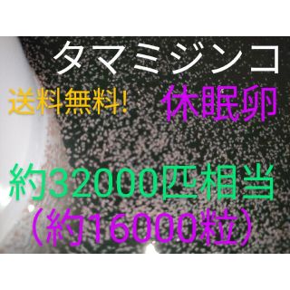 送料無料!　タマミジンコ　休眠卵　32000匹相当（約16000個）常温保存②(ペットフード)