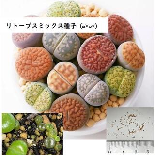 【蒔き頃】リトープス ミックス種子 100粒(その他)