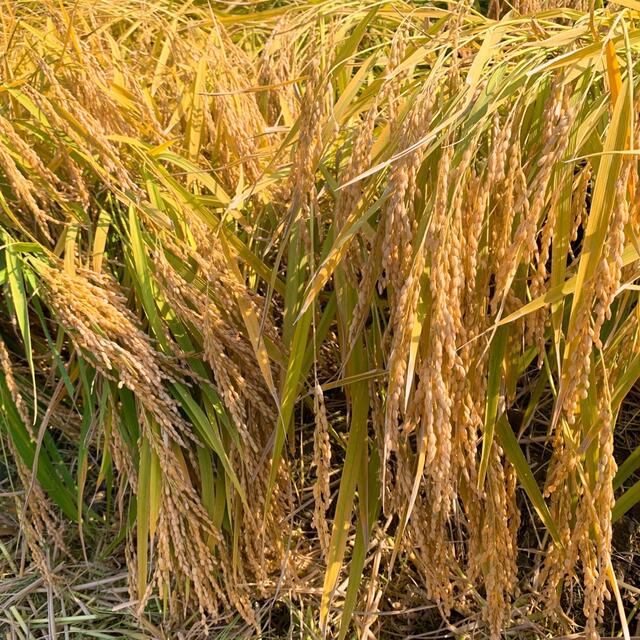 農家直送⭐秋田県産 新米 あきたこまち10kg 特別栽培米 有機米 無洗米も対応