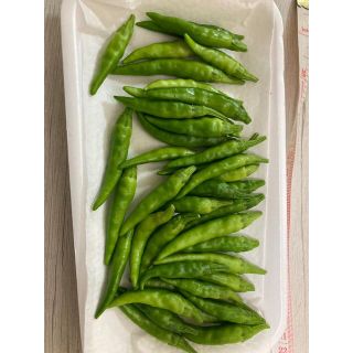 唐辛子　青唐辛子　30本　無農薬(野菜)