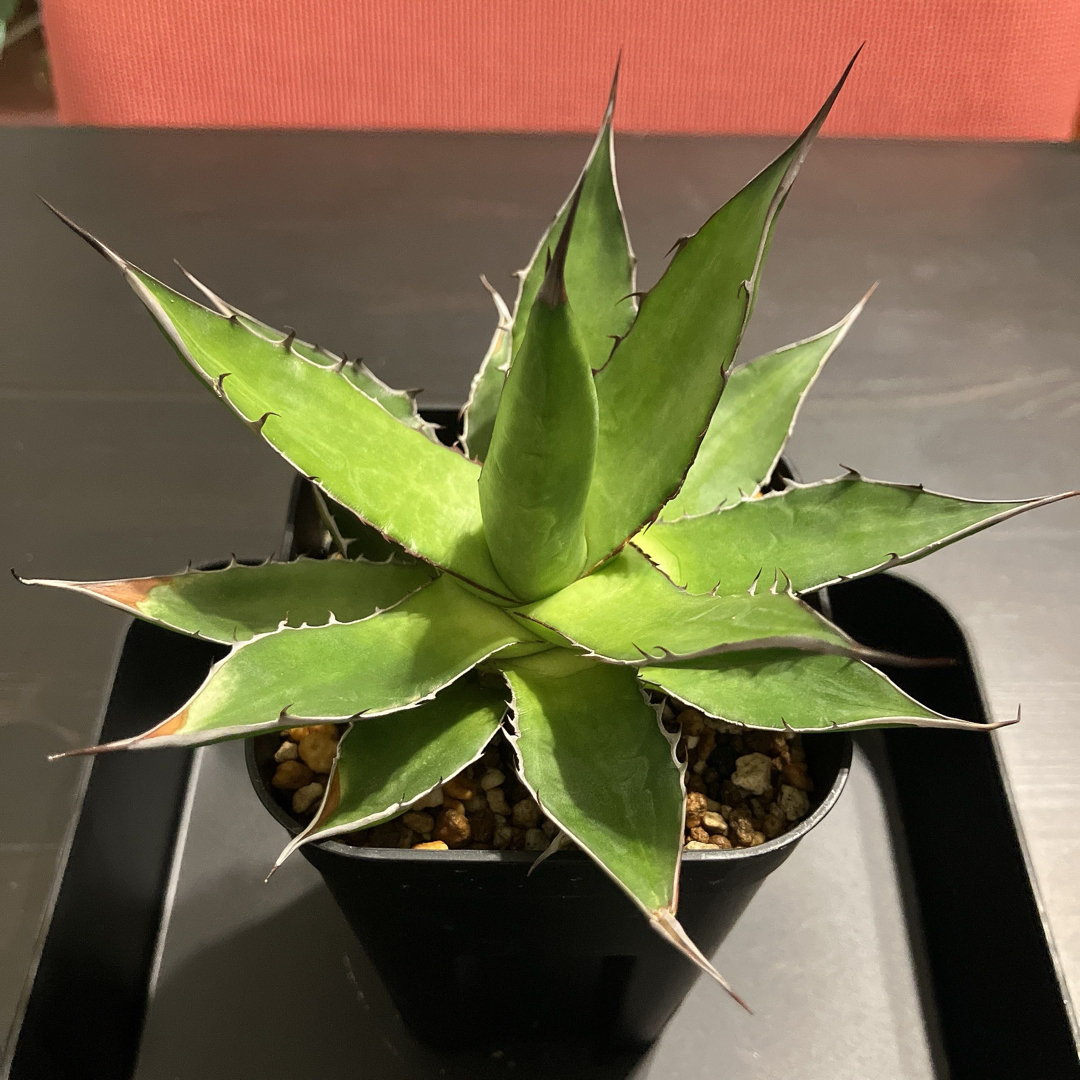 超ポイントアップ祭 Dragon eight (Agave hybrid)ドラゴンエイト胴切り