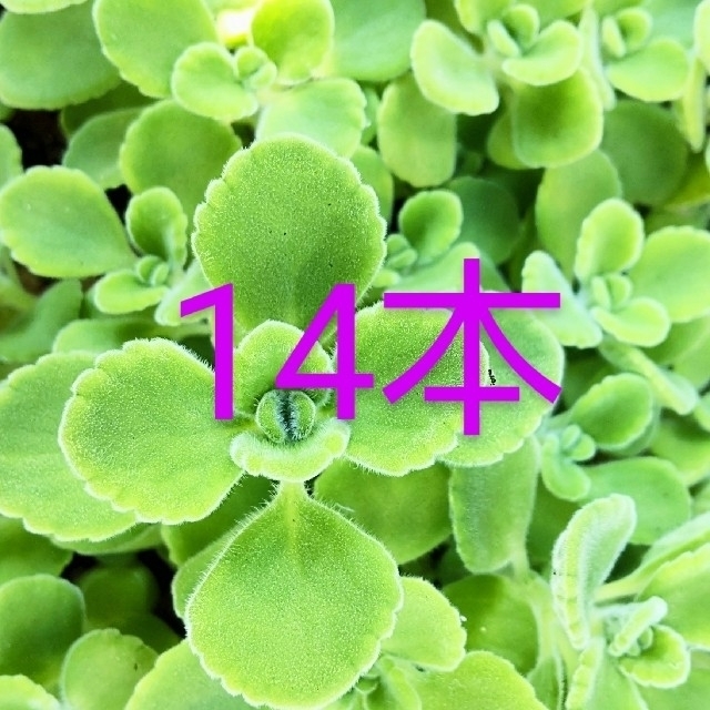 多肉植物 アロマティカス カット苗 ハンドメイドのフラワー/ガーデン(その他)の商品写真