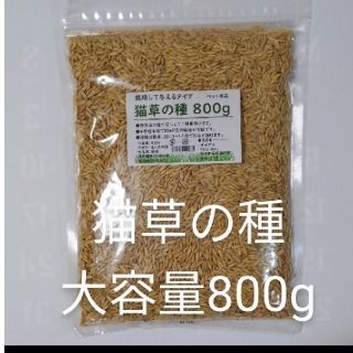 【大容量タイプ】ねこ草の種 800g 犬 猫(猫)