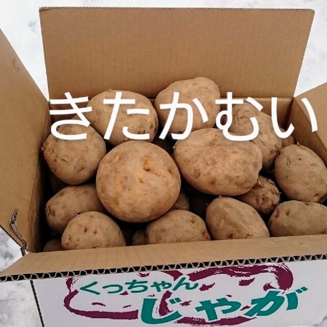 北海道産　きたかむいB品　特大玉20キロ箱 食品/飲料/酒の食品(野菜)の商品写真