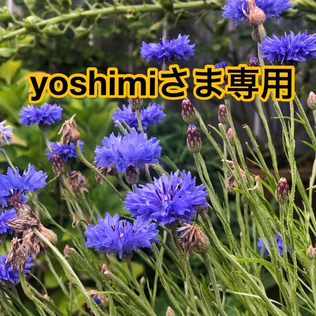 yoshimiさま。専用