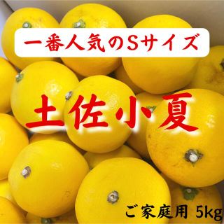 土佐小夏 約5kg 高知特産 日向夏 ニューサマーオレンジ(フルーツ)