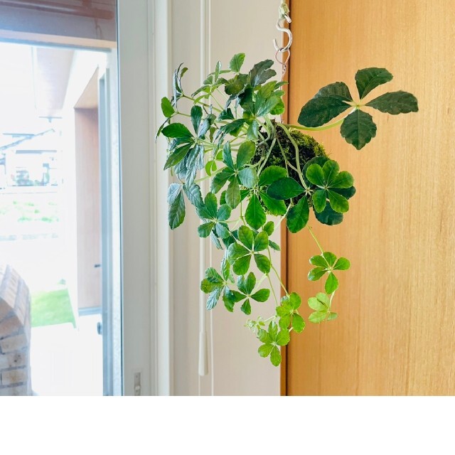 シュガーバインの苔玉　ハンギング　観葉植物 ハンドメイドのフラワー/ガーデン(その他)の商品写真