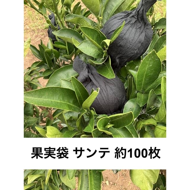 果実袋 サンテ 黒色 約560g(約100枚入)