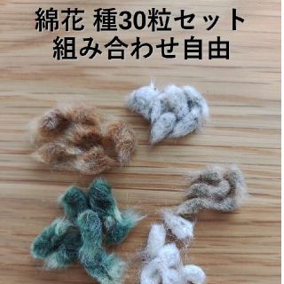 綿花 種 30粒セット(ドライフラワー)