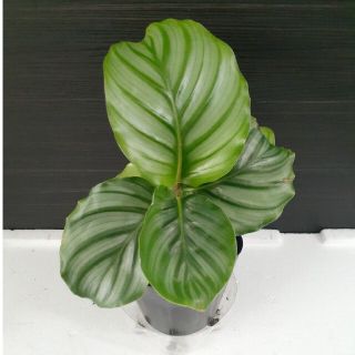 カラテア オルビフォリア 観葉植物(その他)