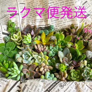 多肉植物カット苗セット(その他)