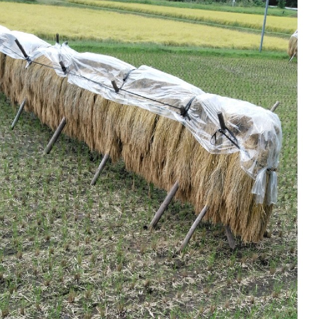 新米栃木県特一等米コシヒカリ30キロ無農薬にて作り上げた自慢のお米です-