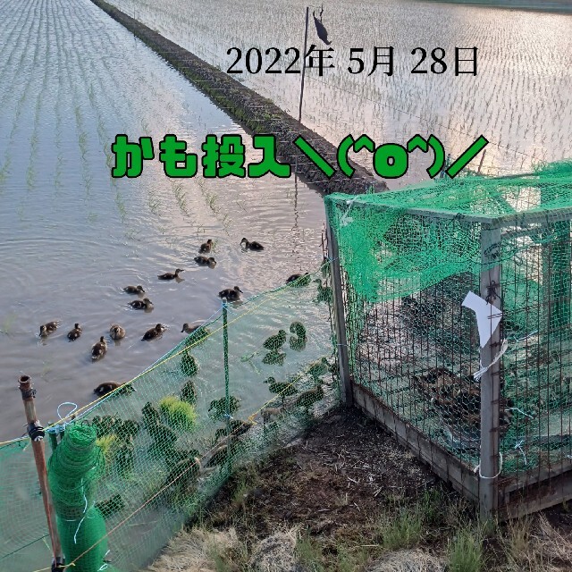 無農薬米新潟県産コシヒカリ15k 3