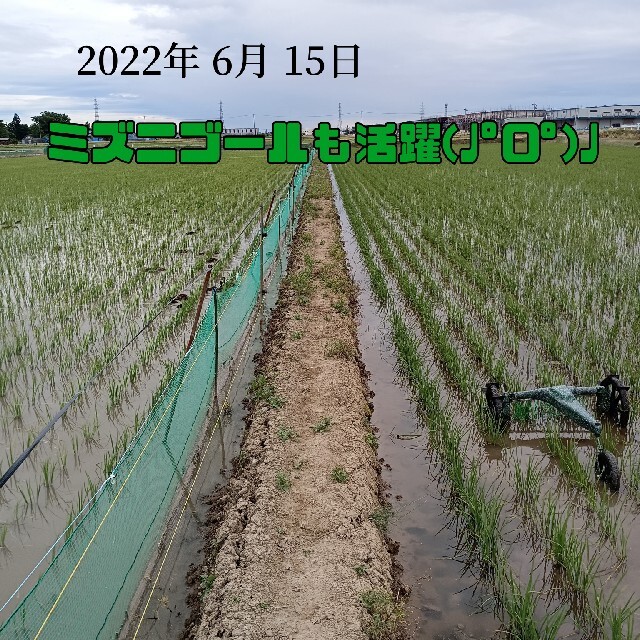 無農薬米新潟県産コシヒカリ15k 食品/飲料/酒の食品(米/穀物)の商品写真