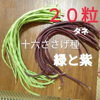 緑と紫色の十六ササゲ種(野菜)