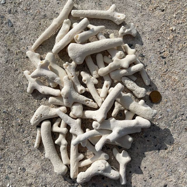 珊瑚 天然コーラル ホワイトサンゴ 枝 (約10mm〜25mm)約1kg ハンドメイドの素材/材料(各種パーツ)の商品写真