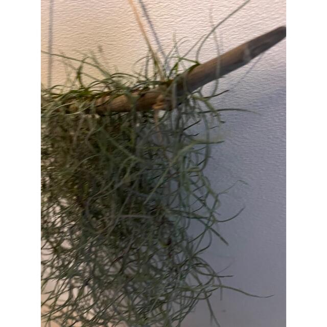チランジア  植物　スパニッシュモス　匿名発送　インテリア　湘南　海　リビング ハンドメイドのフラワー/ガーデン(その他)の商品写真