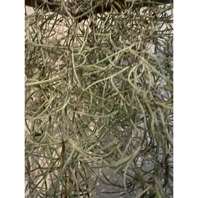 チランジア  植物　スパニッシュモス　匿名発送　インテリア　湘南　海　リビング ハンドメイドのフラワー/ガーデン(その他)の商品写真