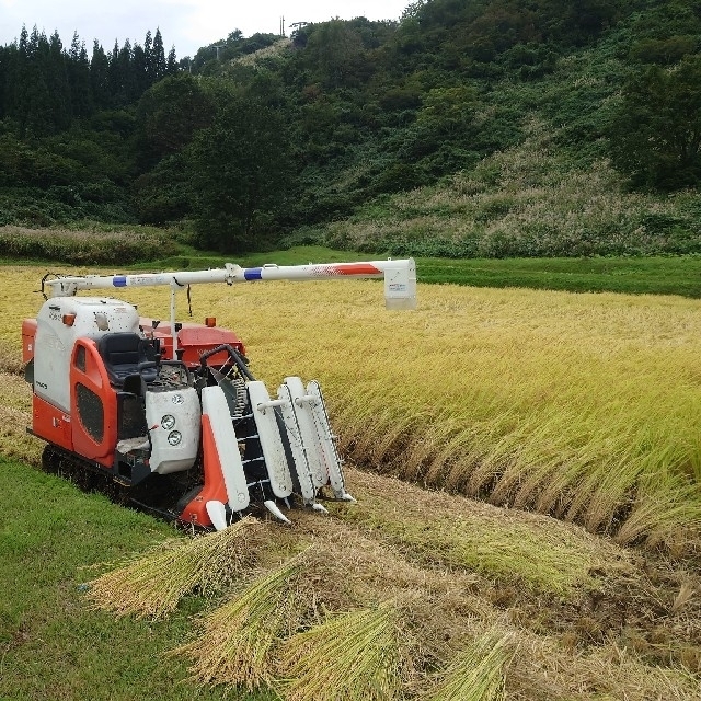 食品/飲料/酒蛍舞う棚田の令和２年南魚沼産コシヒカリ中粒米   精米20kg