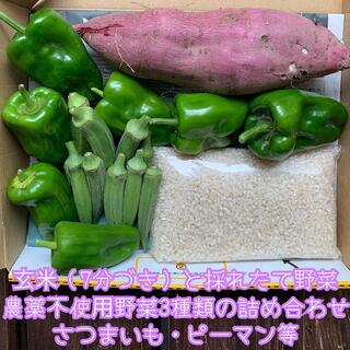 玄米（7分づき）と採れたて野菜＊農薬不使用野菜3種類の詰め合せ＊セット＊コンパク(野菜)