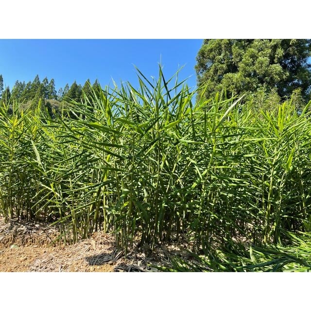 減農薬栽培　熊本県産大生姜3kg 新生姜 食品/飲料/酒の食品(野菜)の商品写真