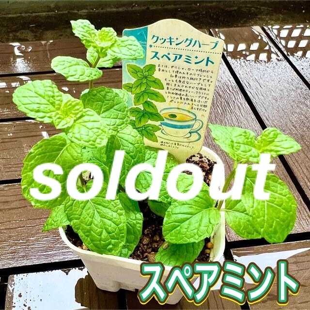 スペアミント 苗 有機栽培 ハーブ ミント 虫除け ハンドメイドのフラワー/ガーデン(その他)の商品写真