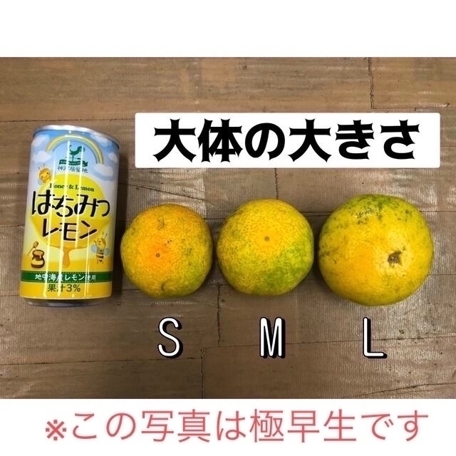 みかん・柑橘類のはなし 食品/飲料/酒の食品(フルーツ)の商品写真