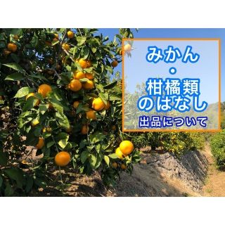 みかん・柑橘類のはなし(フルーツ)