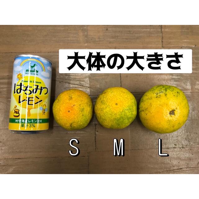 5kg L 有田みかん　極早生　青切りみかん　和歌山　二級品　B級品　優品 食品/飲料/酒の食品(フルーツ)の商品写真