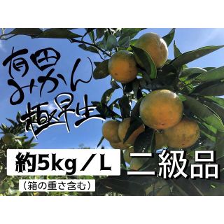 5kg L 有田みかん　極早生　青切りみかん　和歌山　二級品　B級品　優品(フルーツ)