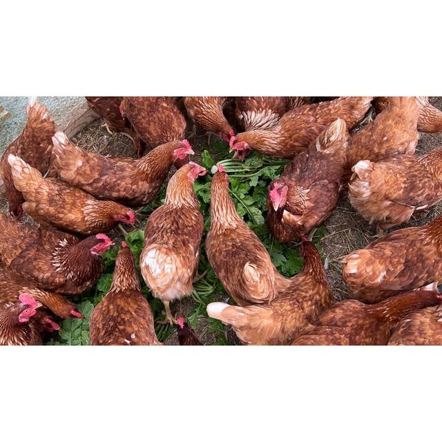 50個入り　宮下養鶏の朝採れ平飼い卵 食品/飲料/酒の食品(その他)の商品写真