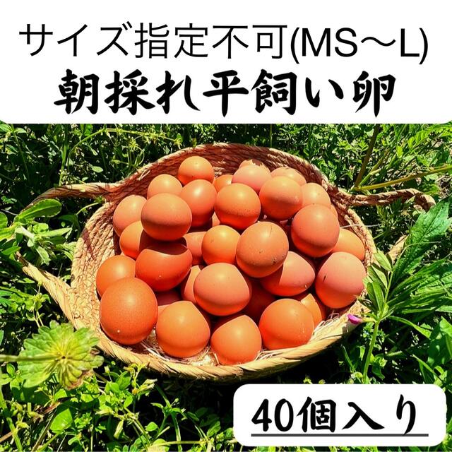 40個入り　宮下養鶏の朝採れ平飼い卵 食品/飲料/酒の食品(その他)の商品写真