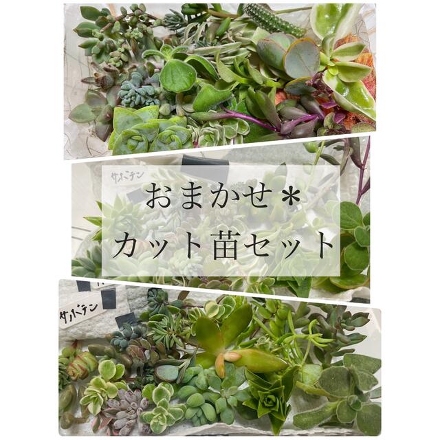 お任せ　多肉植物 サボテン　セダム　グランドカバー　エケベリア　カット苗　セット ハンドメイドのフラワー/ガーデン(その他)の商品写真