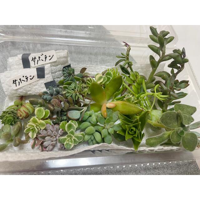 お任せ　多肉植物 サボテン　セダム　グランドカバー　エケベリア　カット苗　セット ハンドメイドのフラワー/ガーデン(その他)の商品写真