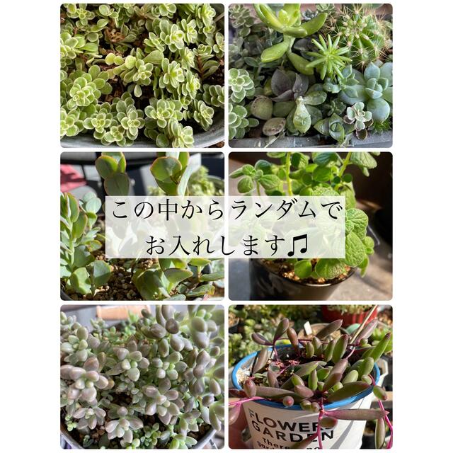 お任せ　多肉植物 サボテン　セダム　グランドカバー　エケベリア　カット苗　セット ハンドメイドのフラワー/ガーデン(その他)の商品写真