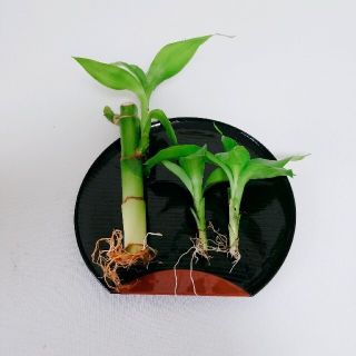 51. ミリオンバンブー  観葉植物 植物  苗 抜き苗 根付き苗(プランター)