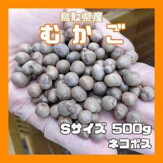 鳥取県産　むかご　S　1cm未満　500g　ムカゴ　ネコポス　長芋(野菜)