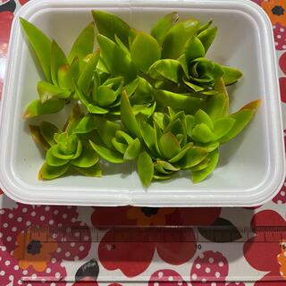 【多肉植物】カット苗(その他)