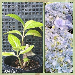 ※冬季販売休止中※①お星さまみたいな八重咲き＊紫陽花の苗(その他)