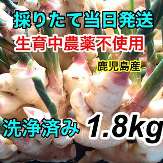 水洗い済み　生育中農薬不使用新生姜　1.8kg 鹿児島産　(野菜)