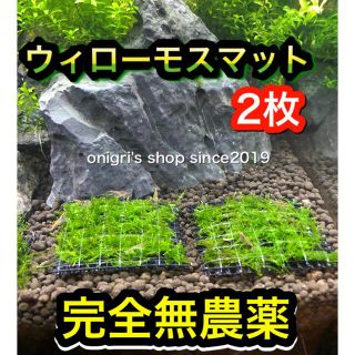 ウィローモスマット 5㎝×5㎝　2枚【完全無農薬】(アクアリウム)