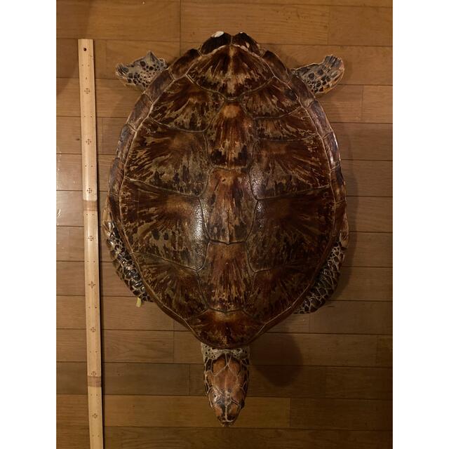 アオウミガメ剥製 (アオウミガメ剥製 いさん) アオウミガメ剥製 (アオウミガメ剥製 いさん)