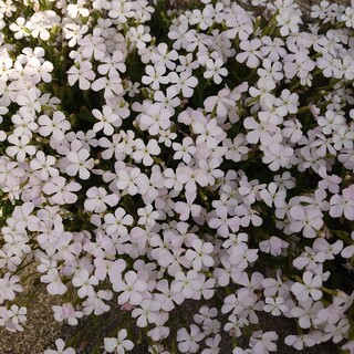 白色シレネ　お花の種　1000粒(プランター)