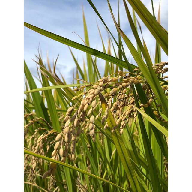 豪華な 農家直送の美味しいお米 令和4年度産 ヒノヒカリ 10キロ
