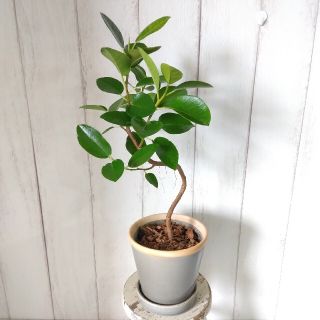 フランスゴム曲がり‼️ゴムの木！観葉植物‼️グレー陶器鉢受皿付❗コンパクト(プランター)