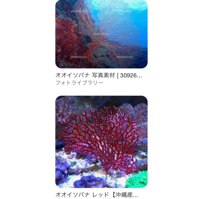 SV天然珊瑚ローズ彫刻ネックレス　SVピアスセット 7