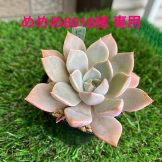 多肉植物　ピンクプリティ🌸抜き苗(その他)