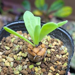 レア種！　オトンナ リトラリス　実生　多肉植物　塊根植物